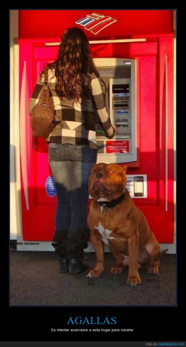 cajero automático,perro,pitbull,miedo,protector,dinero,mujer
