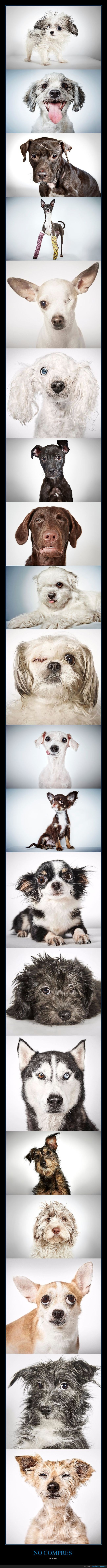 adoptar,perros,fotografía,richard phibbs