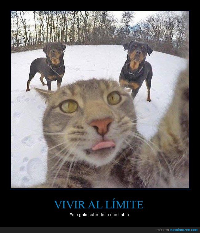 rottweillers,gato,perros,selfie