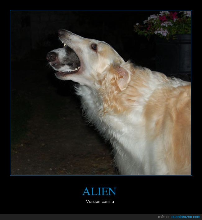 perro,alien,momento exacto