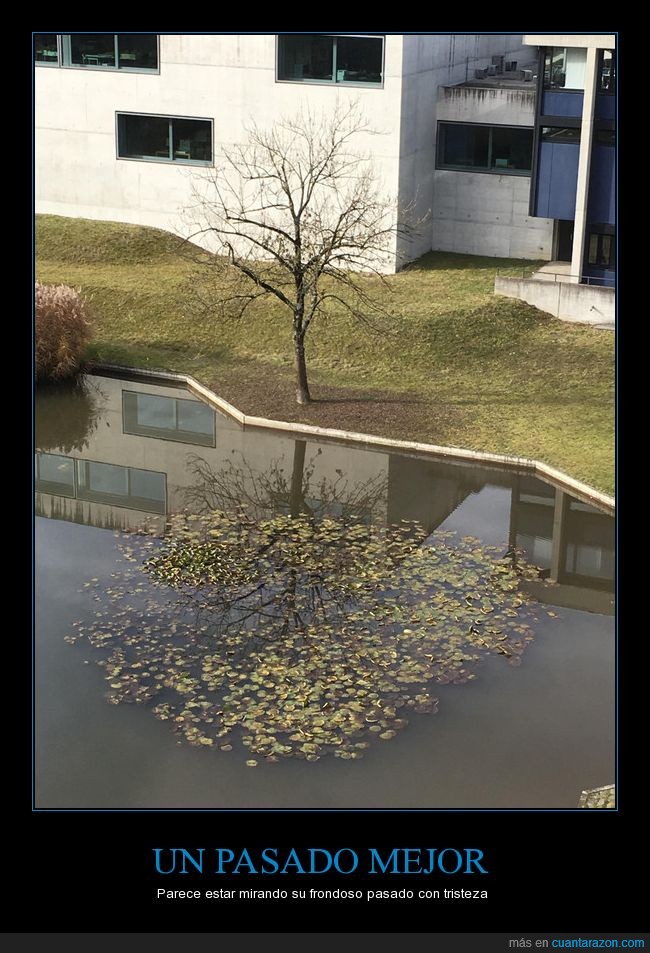 árbol,sombra,silueta,hojas,reflejo