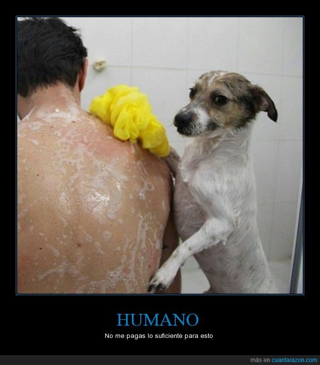 humano,perro,bañar,humor