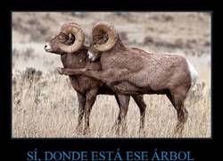 Enlace a SÍ, DONDE ESTÁ ESE ÁRBOL