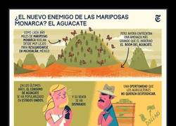 Enlace a MARIPOSA MONARCA