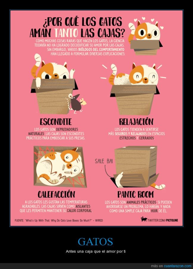 gatos,cajas,amar,animales