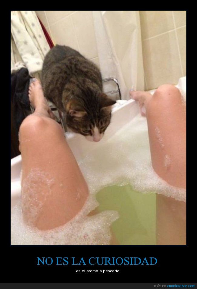 gato,felino,félidotina,baño