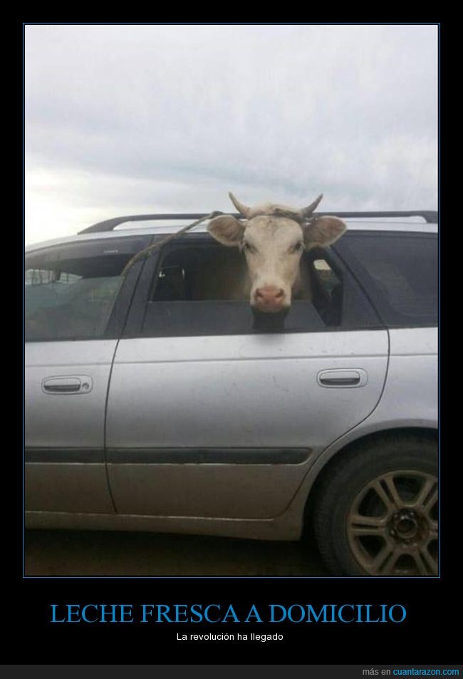 vaca,auto,guayin