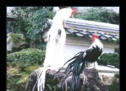 Enlace a Espectacular la pinta de este gallo de cola larga