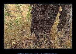 Enlace a FELINO AL ACECHO