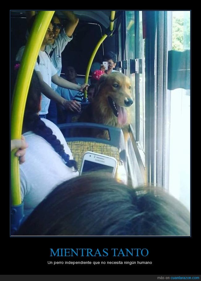 bus,perro,jaja,viajar