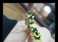 Enlace a MANTIS DE LAS FLORES