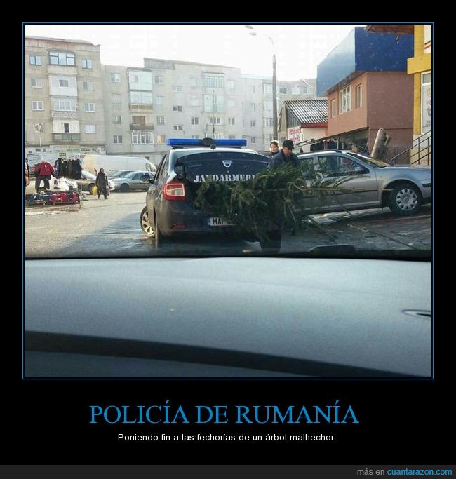 policía,árbol,Rumanía,arresto