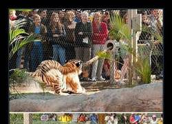 Enlace a ¿Has comprobado tu fuerza respecto la de un gran tigre?