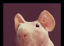 Enlace a La cara de la cobaya calva es brutal