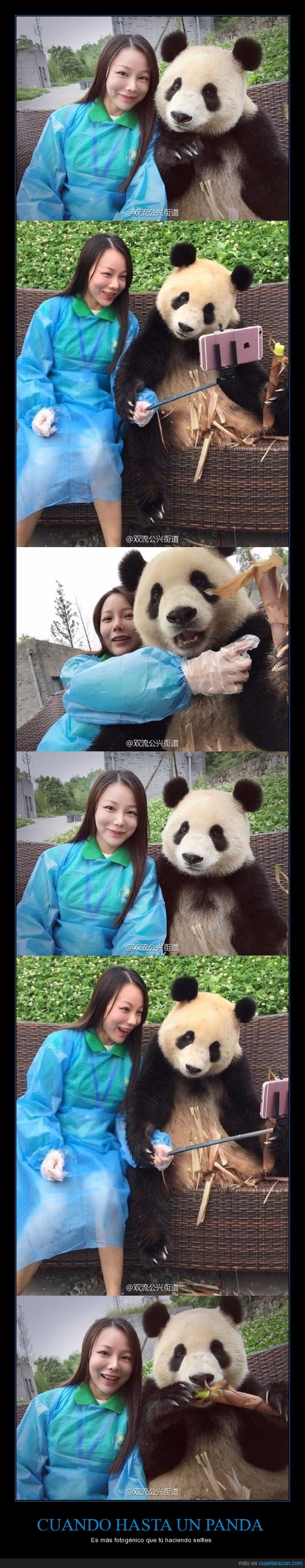 selfies,panda,oso