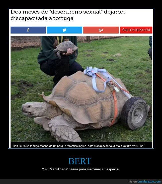 Bert,tortuga,Inglaterra