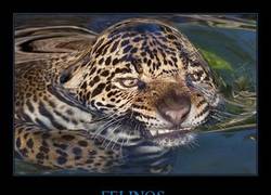 Enlace a FELINOS