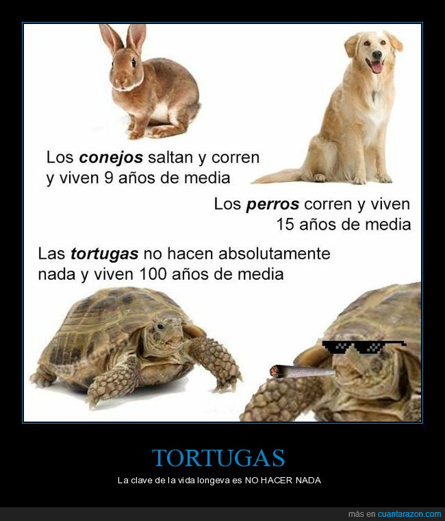 tortugas,vida,larga,perros,conejos