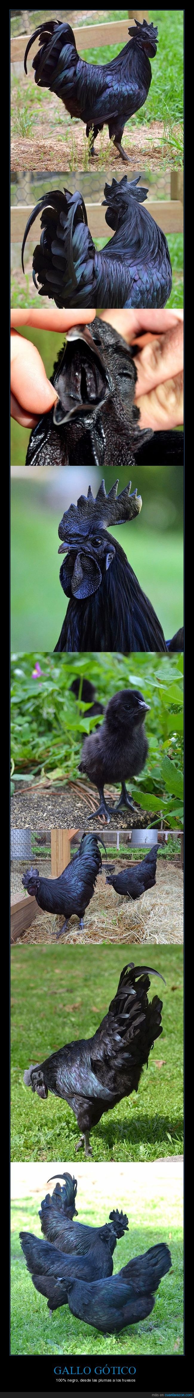 gallo,negro,color