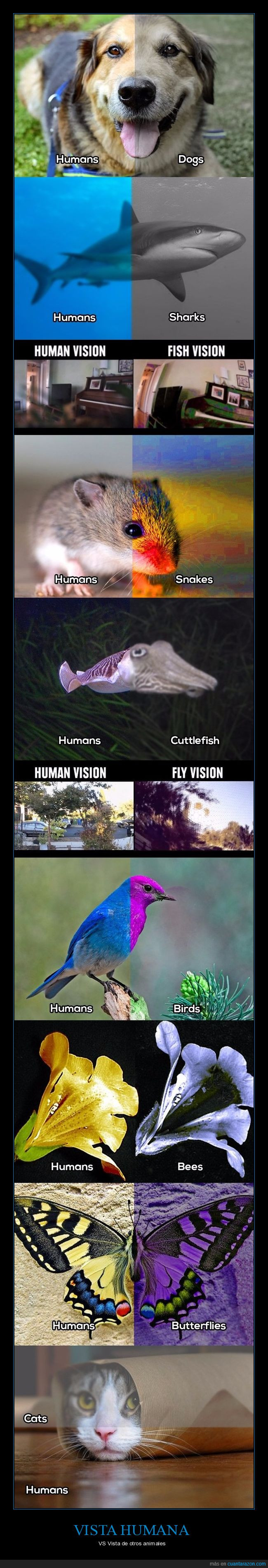 animales,humanos,vista,ver,visión