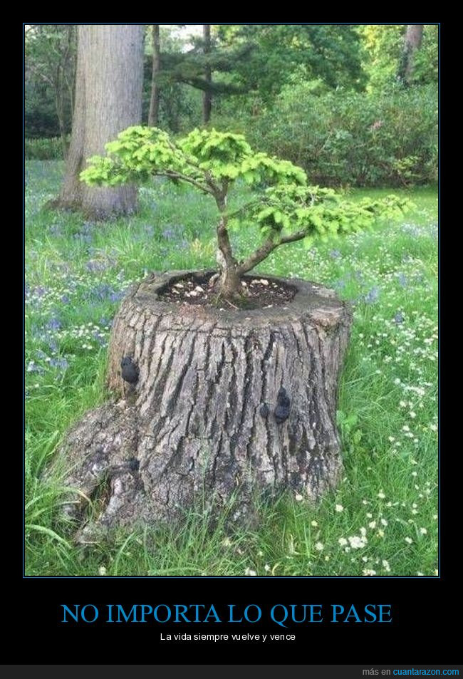 árbol,bonsai,vida,tronco