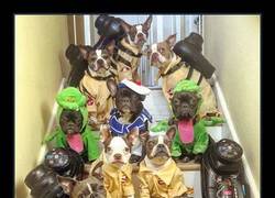 Enlace a WHO U GONNA CALL?