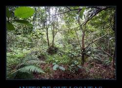 Enlace a ¿Puedes encontrar los 12 soldados británicos camuflados en la jungla de Brunei?