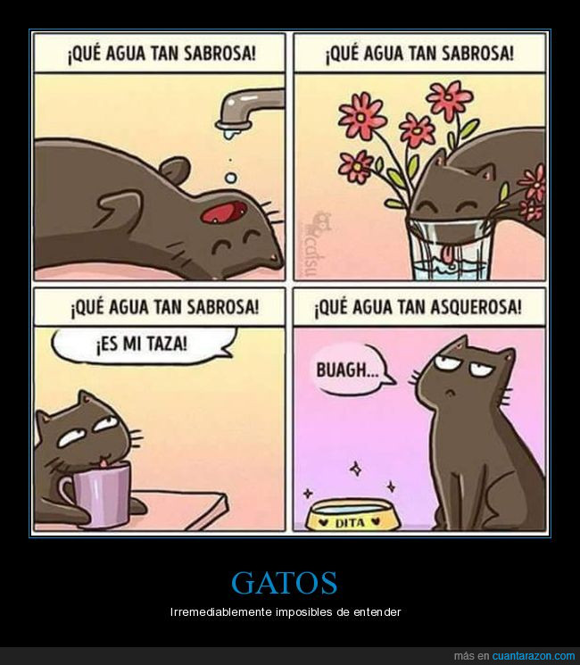 gatos,beber,agua