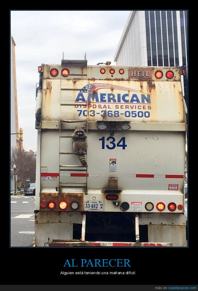 mapache,basura,camión