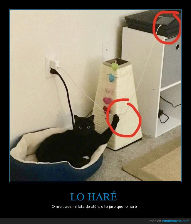 gato,felino,félido,cable,smartphone