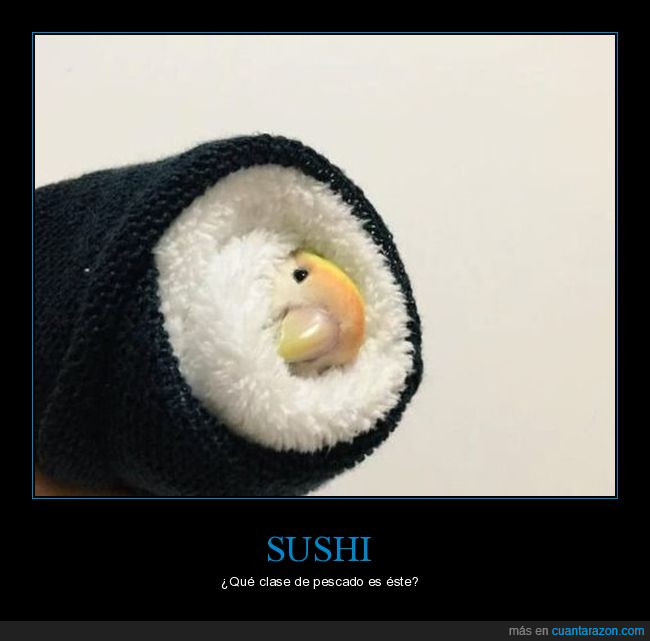periquito,perico,sushi
