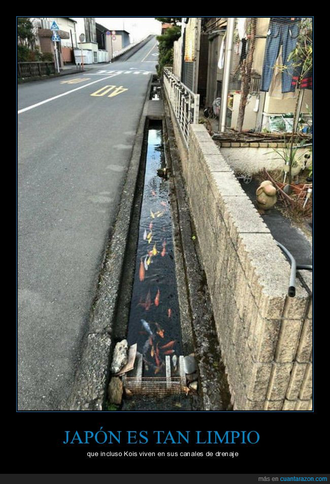 Japón,peces,drenaje