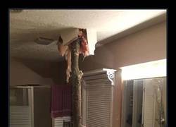 Enlace a DAR GRACIAS AL SEÑOR