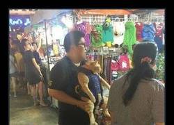 Enlace a Tío, que llevas un jodido gato encima