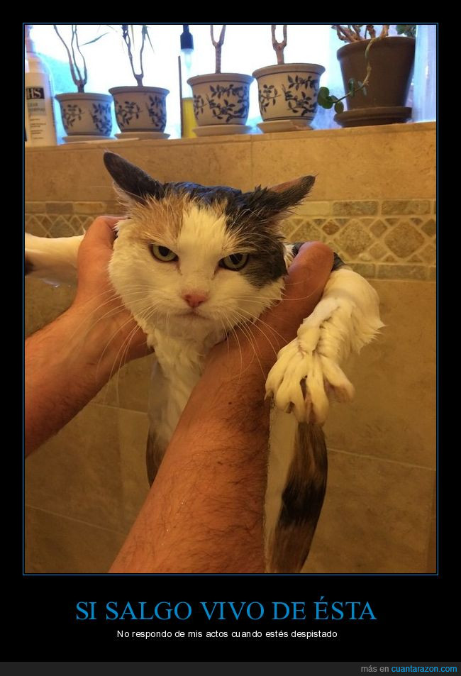 gato,mojar,bañado,mojado,ducha,terrible