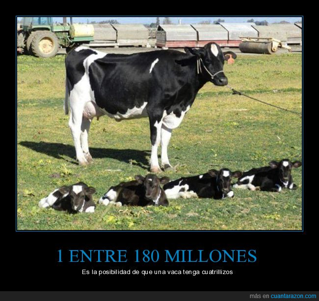 vaca,bebe,ternero,vida,parir,cuatro,cuatrillizos,cria