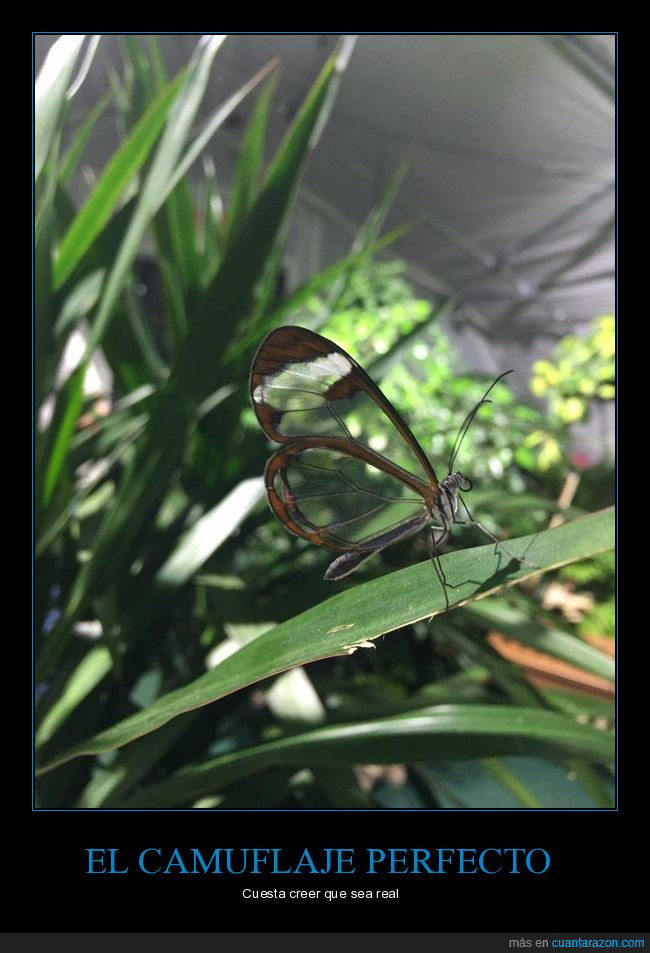 mariposa,alas,transparente