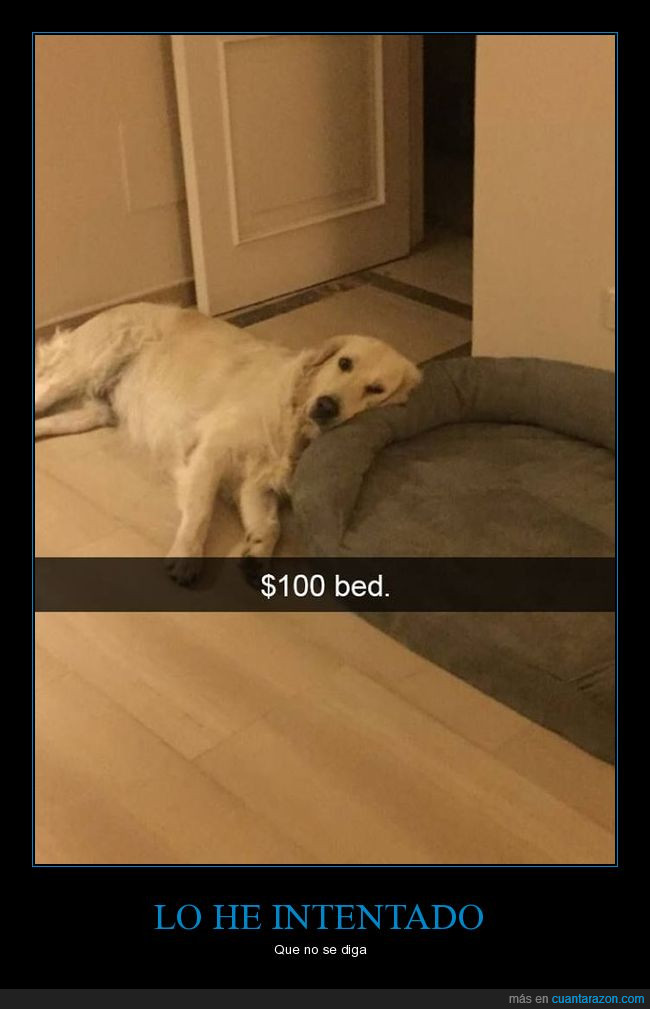 perro,cama,caro,dinero