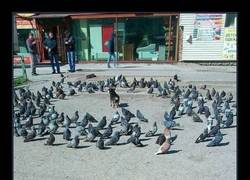 Enlace a PERRO DE BRUCE LEE