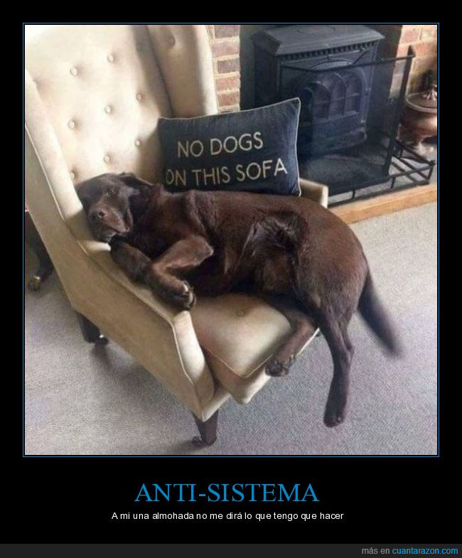 perro,sofá,almohada,anti-sistema