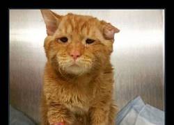 Enlace a Aquí donde lo ves, estuvo al borde de la muerte tras su pelea con un animal más grande