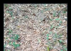 Enlace a ¿Eres capaz de encontrar la peligrosa serpiente entre estas hojas?