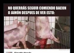 Enlace a A MÍ NO ME ENGAÑÁIS