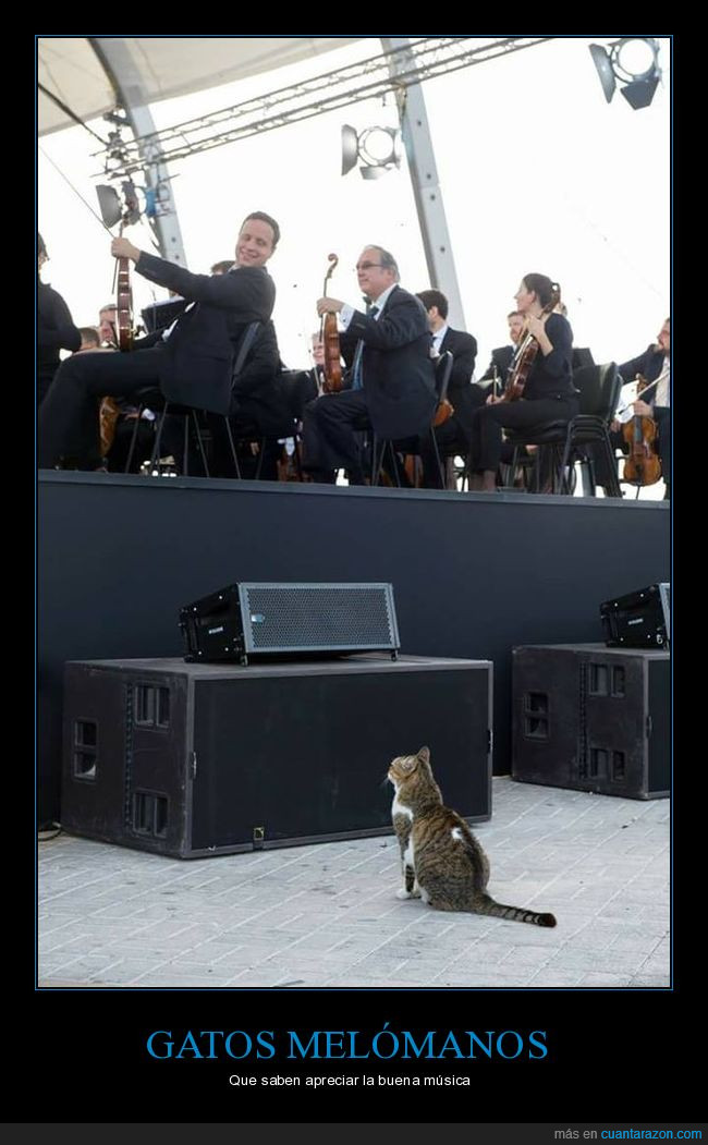 orquestra,gato,música