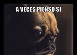 Enlace a EL PUG PESIMISTA
