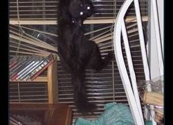 Enlace a La venganza del gato cuando no haces lo que él quiere