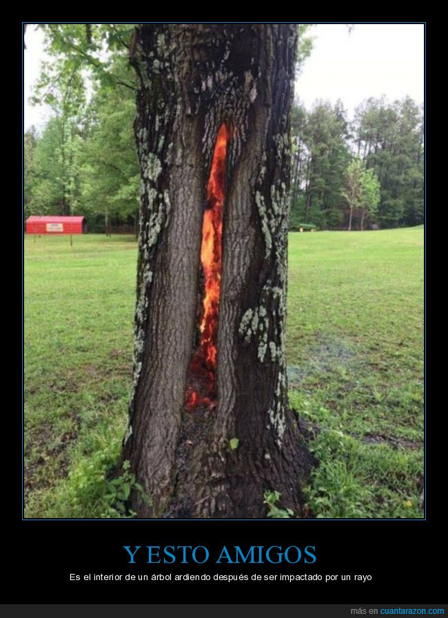 árbol,rayo,relámpago,madera,arder,quemar