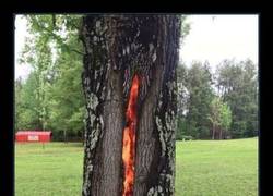 Enlace a Bendita naturaleza