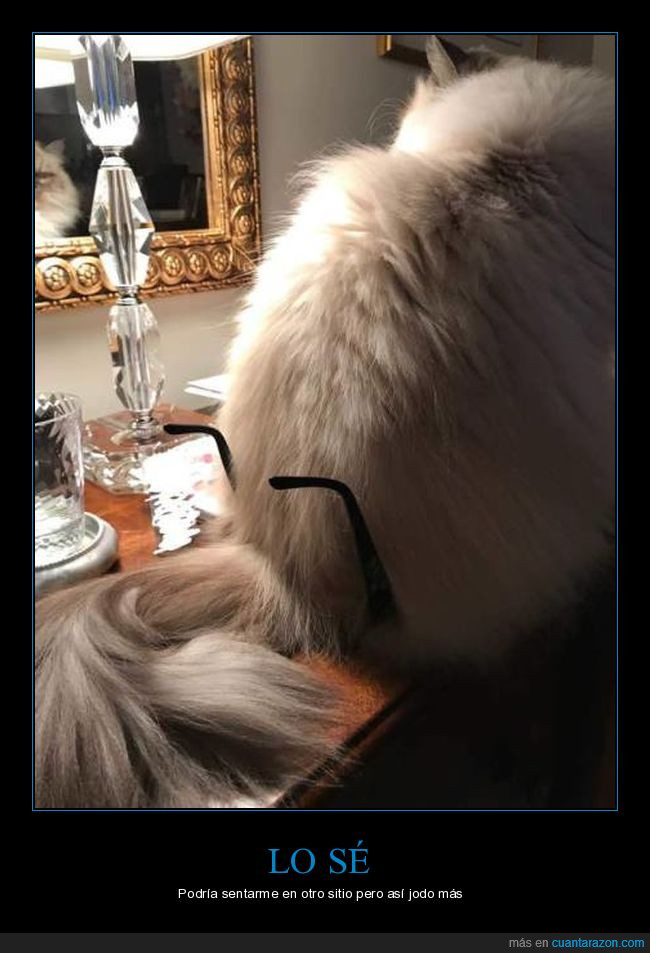 espejo,gafas,gato,lámpara,mesa,sentar
