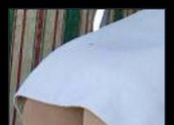 Enlace a ¿Has picado, no?